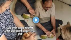 असं प्रेम फक्त आई-बाबाच करू शकतात! श्वान आजारी पडला म्हणून अस्वथ झालेल्या मालकांना बघा; VIDEO पाहून डोळे पाणावतील