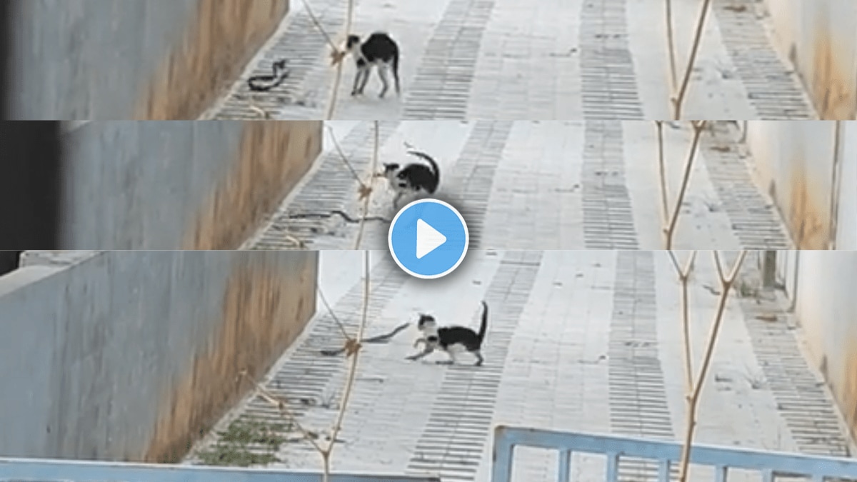 viral video Cat vs Snake Battle,