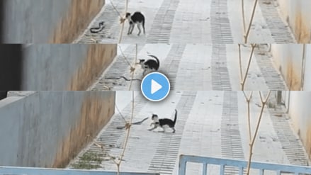 viral video Cat vs Snake Battle,