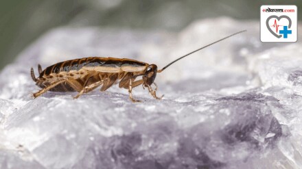 What is cockroach milk its next superfood said by researchers