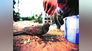 58 birds and three dogs injured in 16 days due to heat Mumbai print news