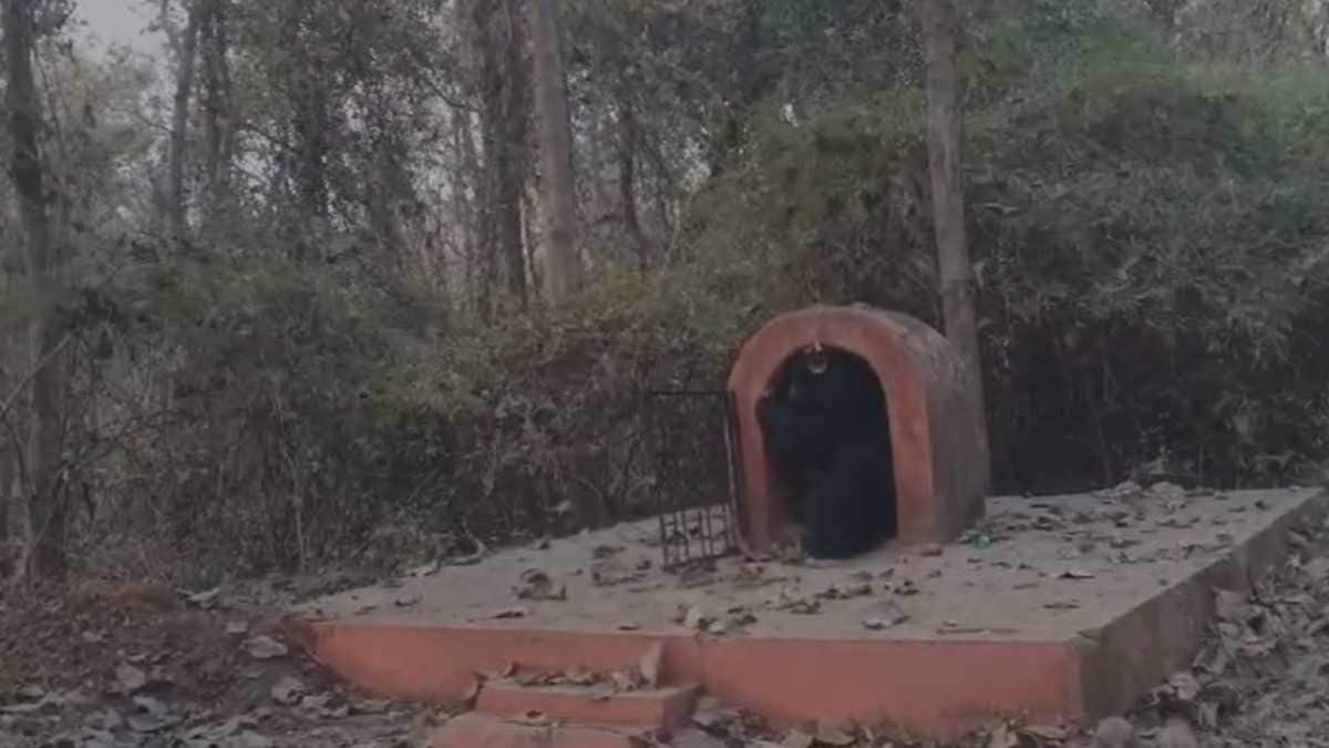 Tadoba Andhari Tiger Reserve news in marathi