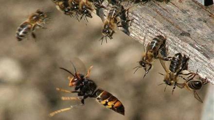 Bees attack tourists at Shivneri Fort Pune print news