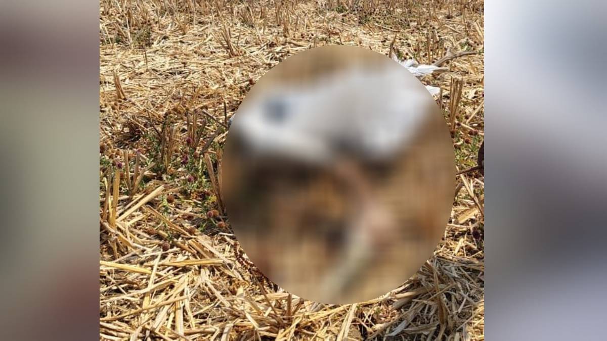 Stork dies of electric shock gondiya news
