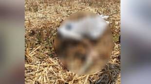 Stork dies of electric shock gondiya news