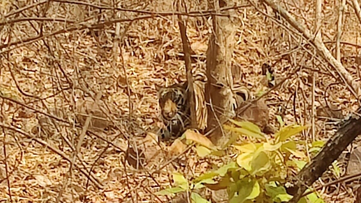 tiger gondia