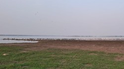 इंदापूर : उजनी काठी पक्ष्यांचे फिरते संमेलन