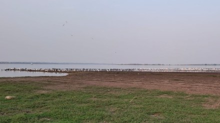 indapur flamingo news in marathi