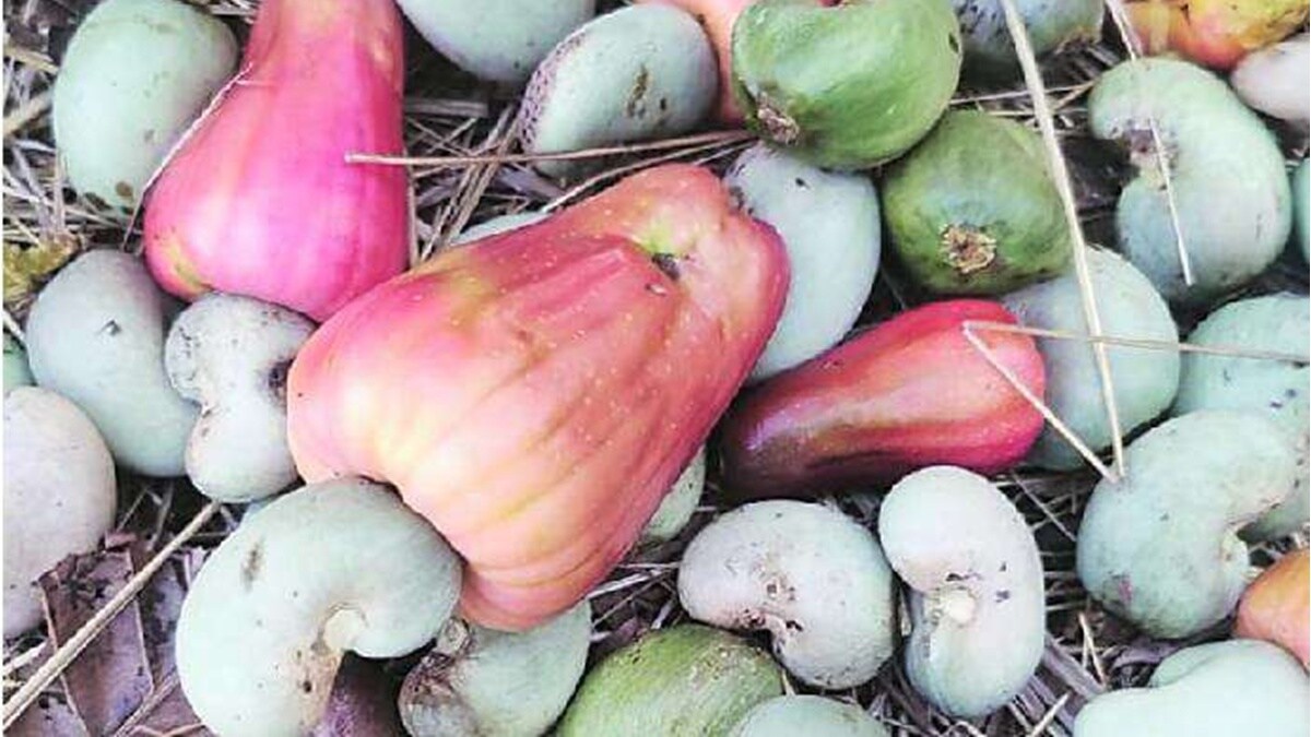 Deepak kesarkar cashew nuts