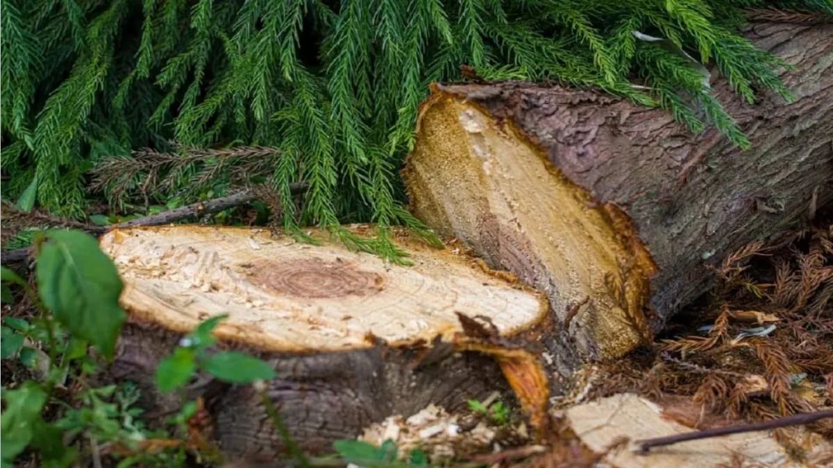 Mumbai tree cut