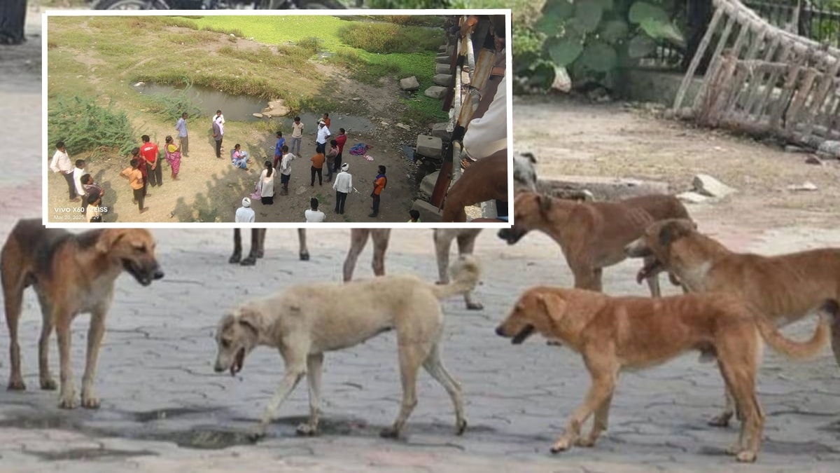 stray dogs attack Nagpur loksatta news