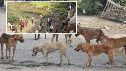 stray dogs attack Nagpur loksatta news