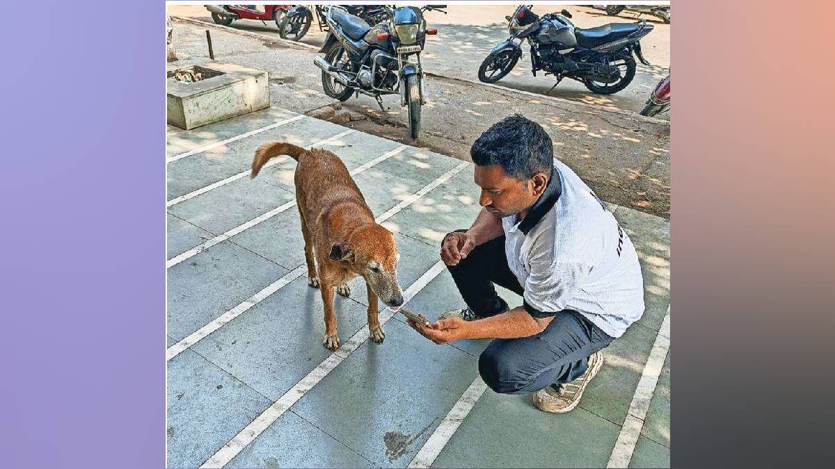 Survey of dogs and cats in Panvel India