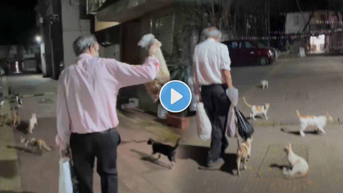 father feed 30 cats to chicken,