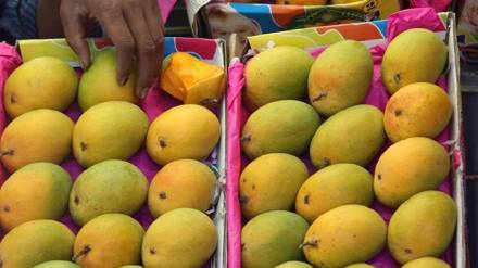 pune market hapus mango price expensive gudi padwa 2025 festival