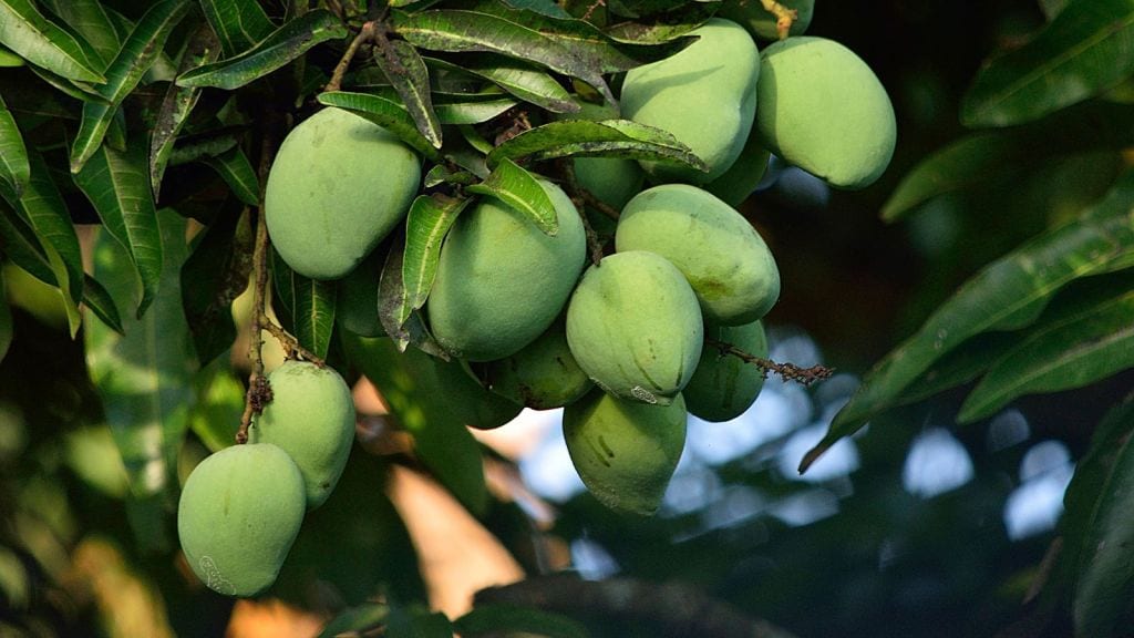 Mango | mango benefits | raw mango benefits | kachi keri khavana Fayda | kachha aam khane ke fayde | raw mango recipe | mango juice | aam panna