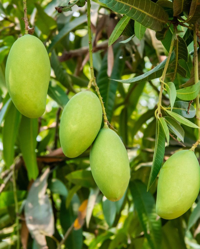 mango leaves benefits in gujarati