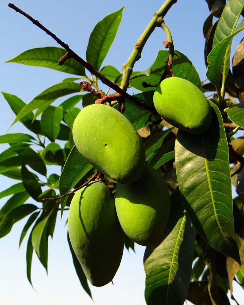 Mango leaves
