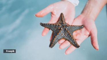 Starfish can reproduce both asexually and sexually, depending on the circumstances. (Source: Freepik)