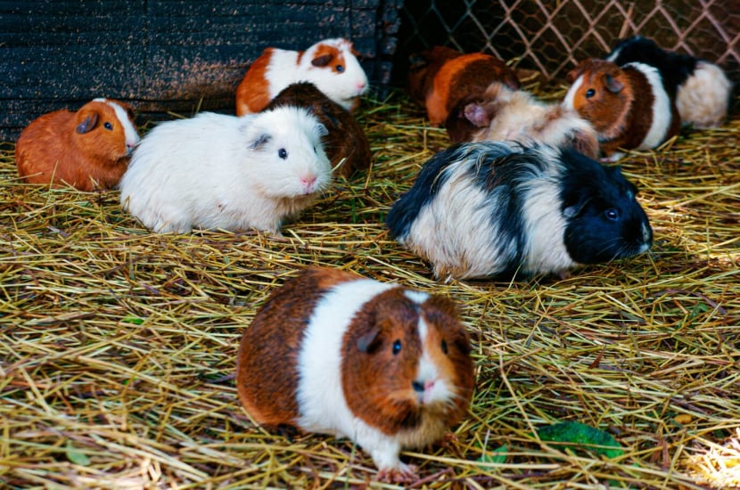 हॅम्स्टर(Hamsters)