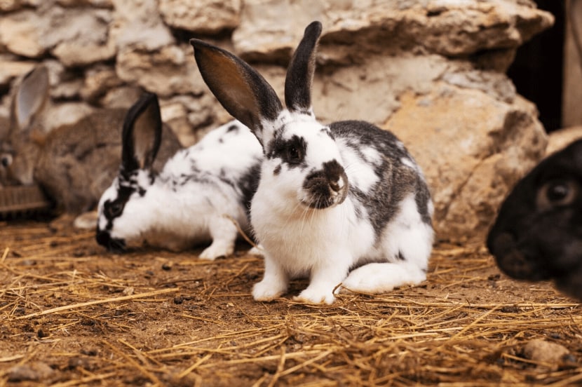 ससा (Rabbits)