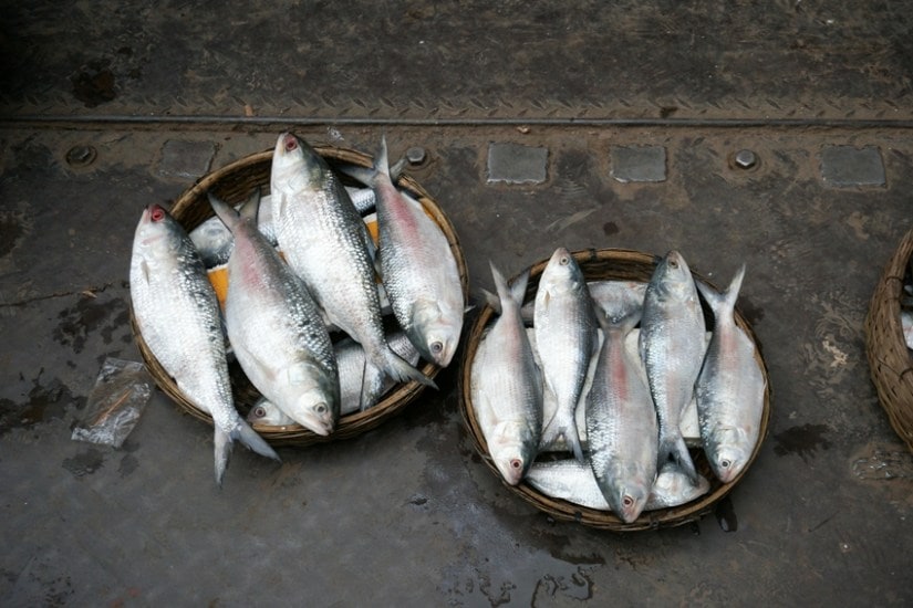 2 Ilish Fish(Hilsa)