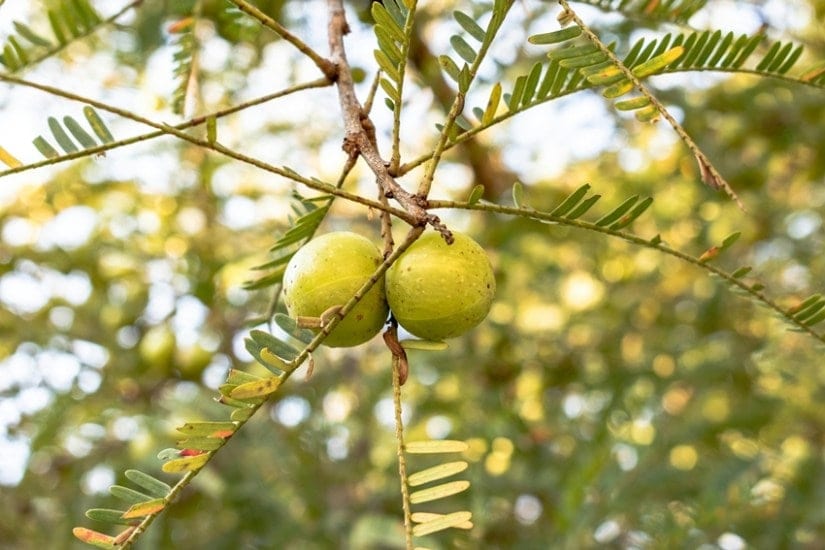 Amla for white hair