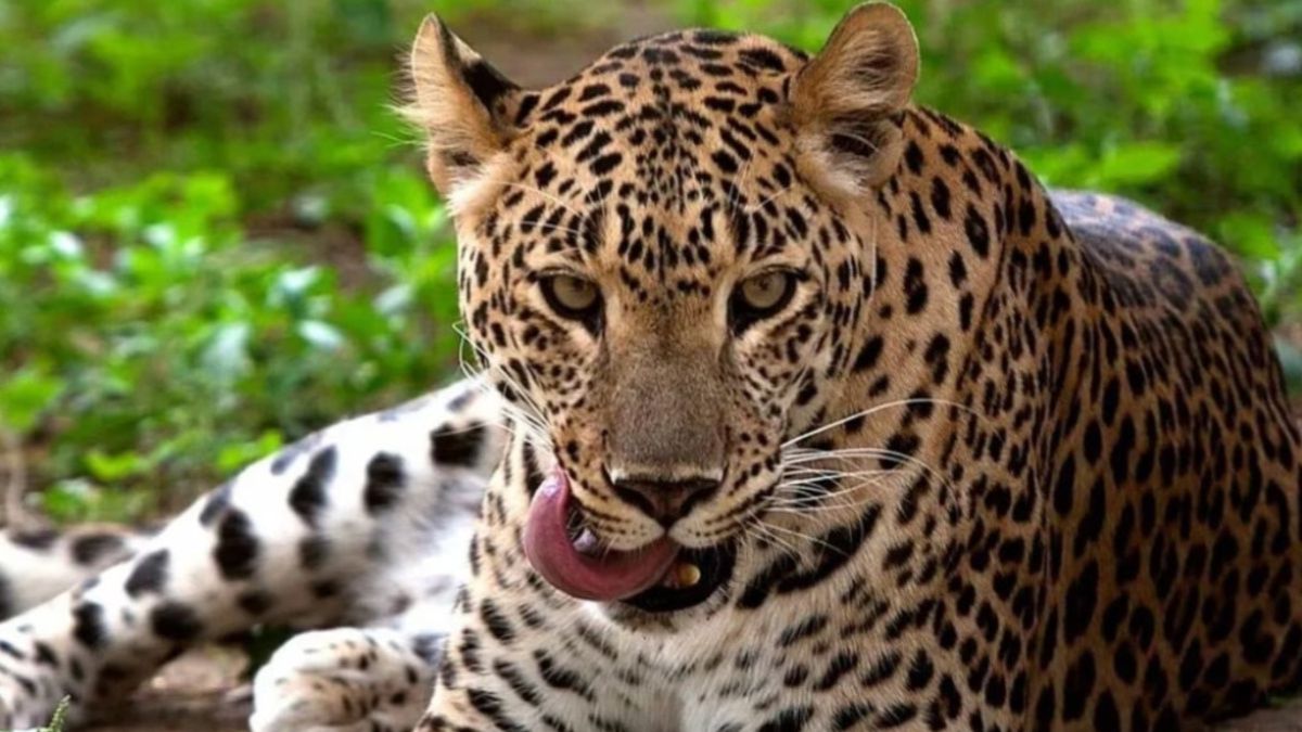 Little girl dead in leopard attack in Chhatrapati Sambhajinagar