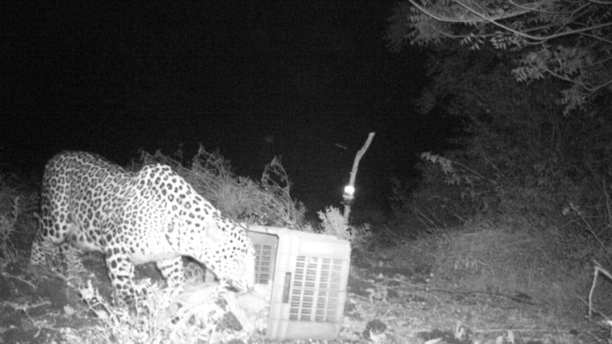 A meeting of a mother leopard and her cub in the Jala Bazaar area of ​​Nandura taluka