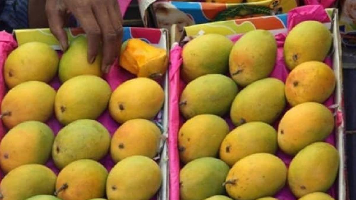 navi mumbai APMC market 4 thousand metric tons of mangoes exported this year April