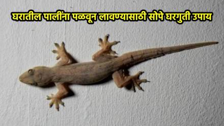 natural ways to repel lizards