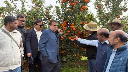 Spain Tango orange product in Vidarbha
