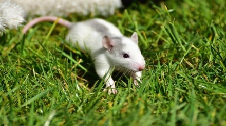 Pimpri, Municipal Corporation, rats, rat,