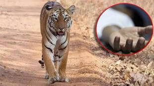 young farmer attacked by tiger in chitegaon mul taluka on saturday morning and died on the spot
