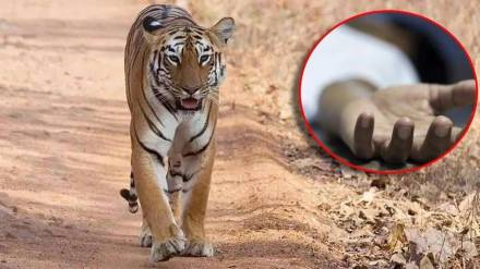 young farmer attacked by tiger in chitegaon mul taluka on saturday morning and died on the spot