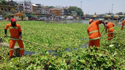 Sanitation workers are having to remove the leaf vines stuck in various places in the Godavari riverbed in Gangapur Nashik