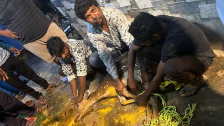An injured deer was safely rescued by the Forest Department and the Mira Bhayandar Municipal Corporations fire department in Ghodbunder village of Bhayandar