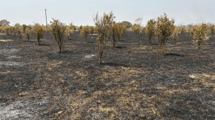 1300 trees of farmer Rannaware at Jamgarh near Kondhali on Amravati highway were burnt in a fire Loss of Rs 20 lakhs