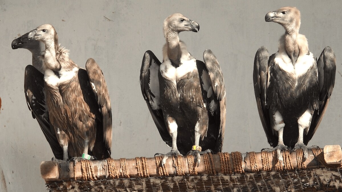 15 vultures were successfully released into the pre-release aviary in the Somthana range of Melghat Tiger Reserve
