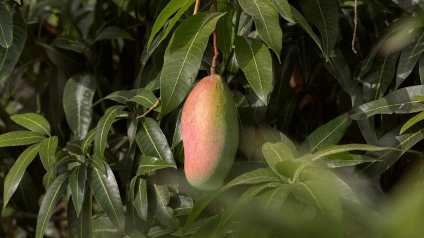 How To Plant Mangoes In Summer