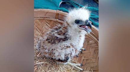 A reunion of a falcon with its chicks An initiative by bird lover in Sangli