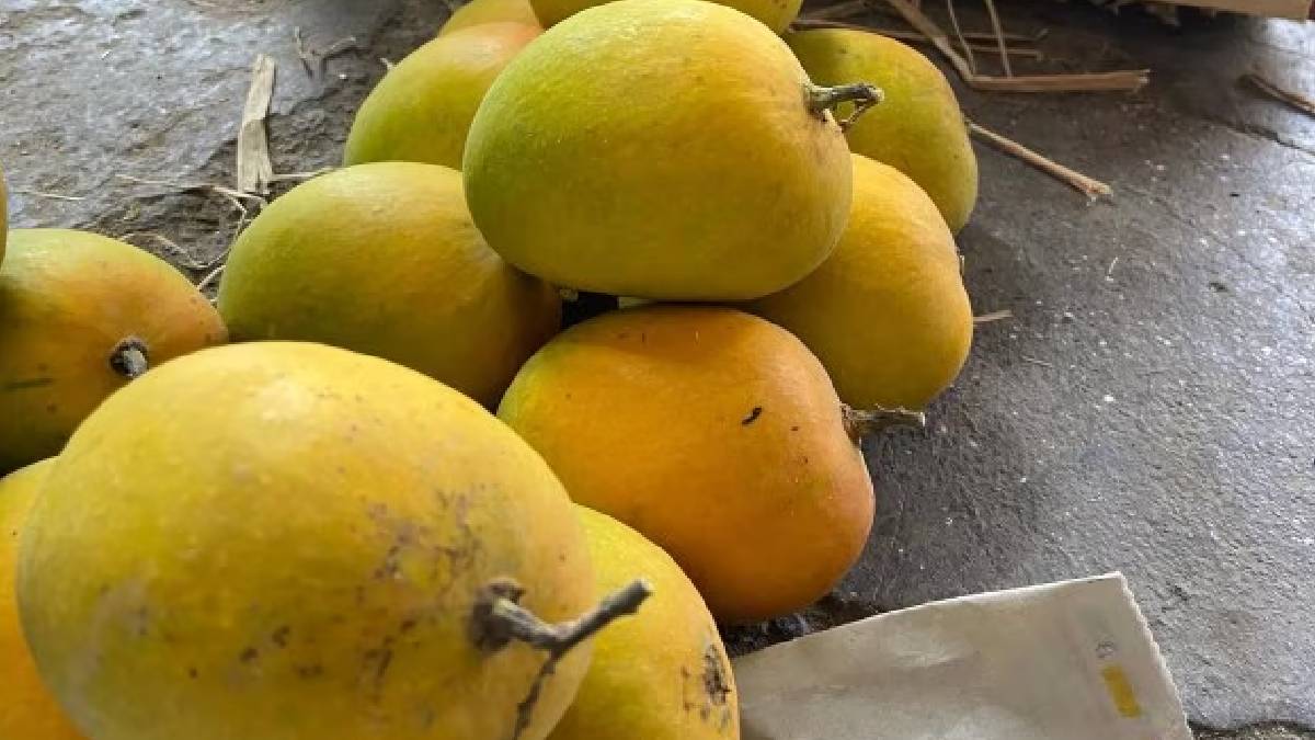 Alphonso mango other types of mango and taste