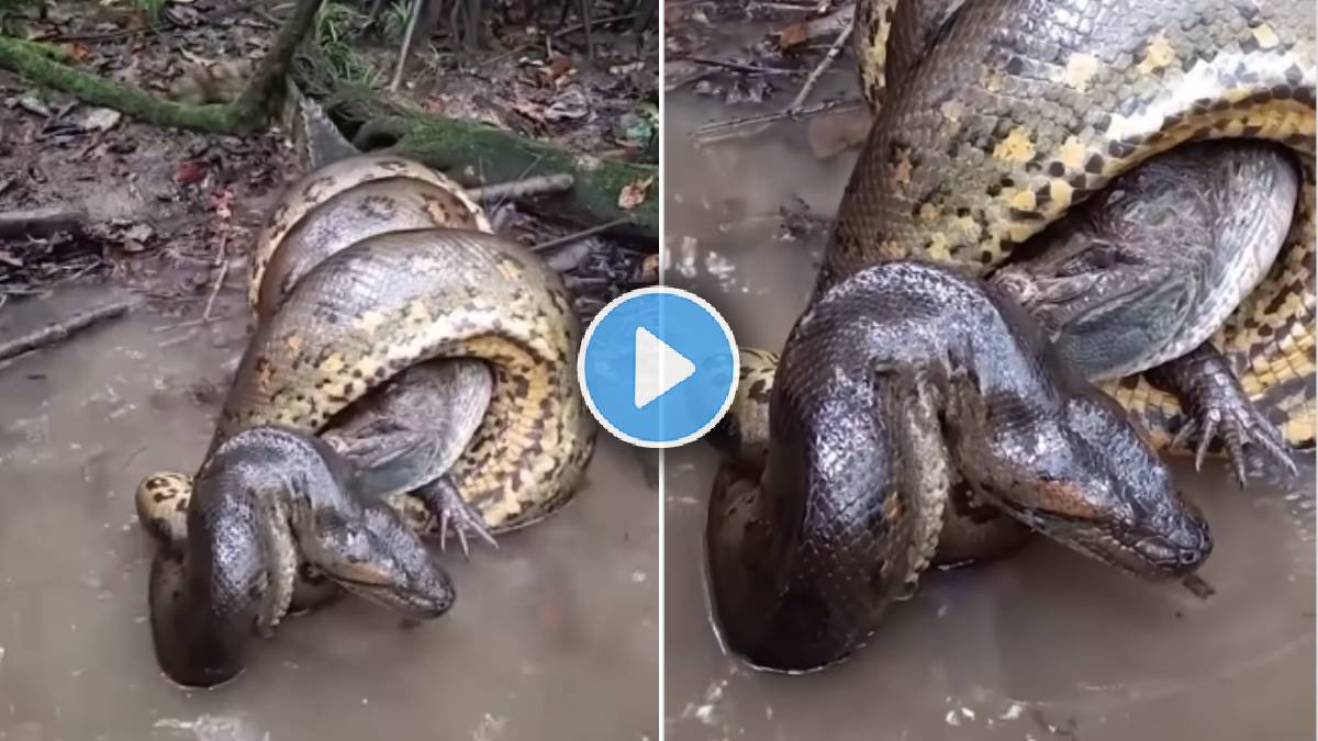 Anaconda Crocodile Fight Viral Video