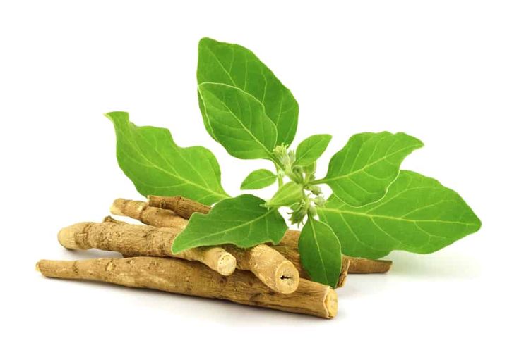  Amazing Health Benefits of Ashwagandha Natural Remedy for Stress, Sleep, Energy & Immunity