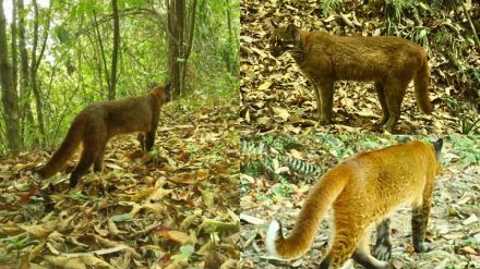 Asiatic Golden Cat now on IUCNs endangered species list