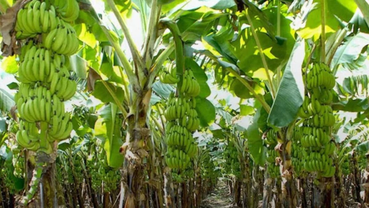 Farmers are relieved as banana prices increase in Jalgaon