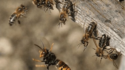 Bee attack during funeral Javali Satara