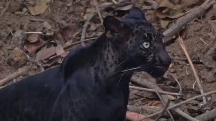Black leopard in Pangdi buffer zone of Tadoba-Andhari Tiger Reserve
