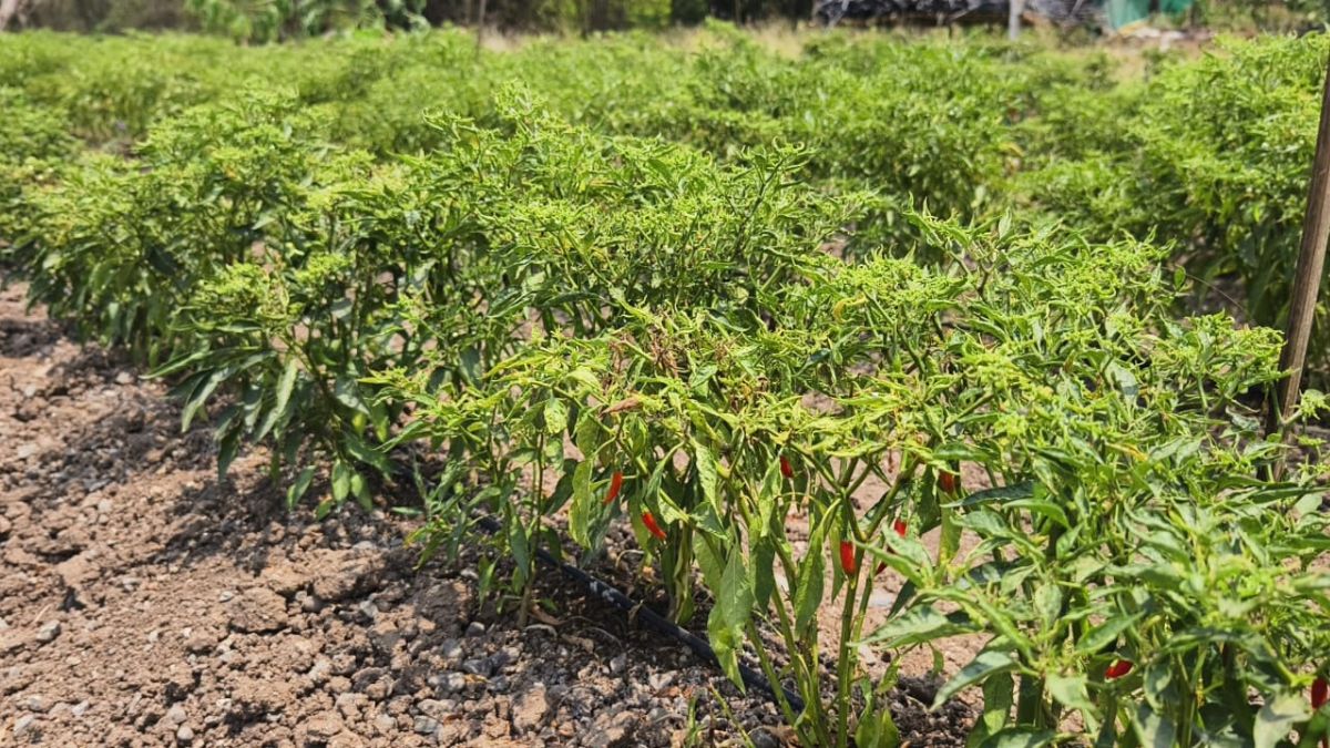 Impact of climatic anomalies on chilli crop in Dahanu taluka