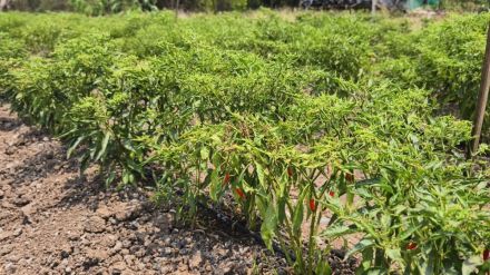 Impact of climatic anomalies on chilli crop in Dahanu taluka